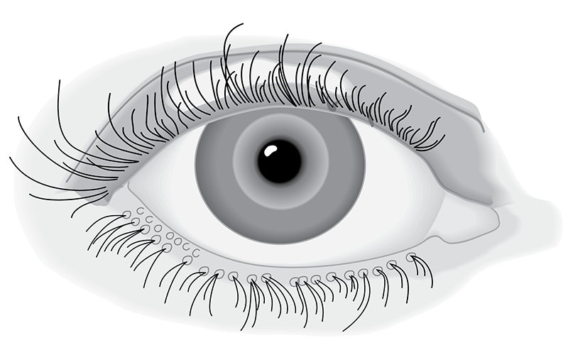 The External Eyelid